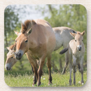 Porta-copo Cavalo de Przewalski e potro andando