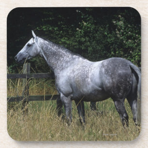 Porta-copo Cavalo do puro-sangue que está pela cerca