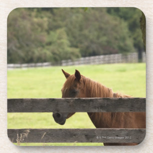 Porta-copo Cavalo em uma fazenda que relaxa por uma árvore