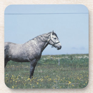 Porta-copo Cavalo que está no campo