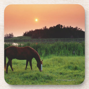 Porta-copo Cavalo que pasta no campo no por do sol perto de