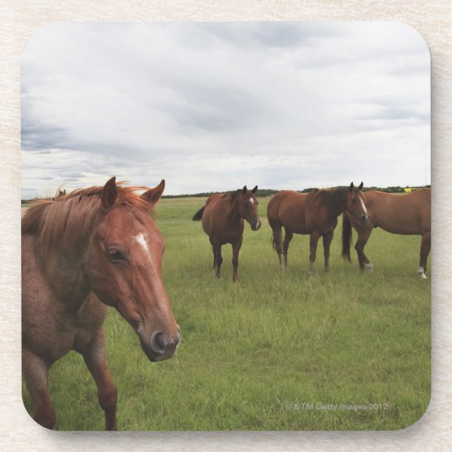Porta-copo Cavalos em um campo (Frente)