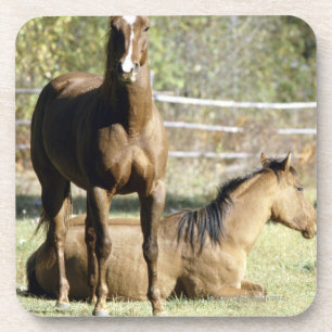 Porta-copo Cavalos no pasto