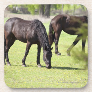 Porta-copo cavalos que pastam em uma fazenda do cavalo