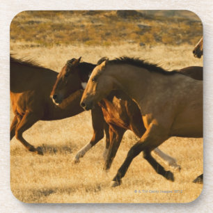 Porta-copo Cavalos selvagens
