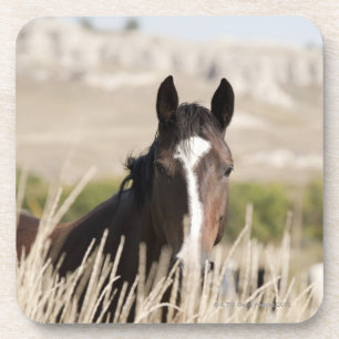 Porta-copo Cavalos selvagens em South Dakota