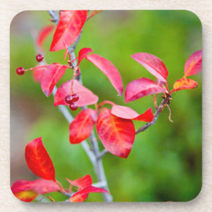 Porta-copo Cereja Virgíniana (Prunus Virginiana) no Outono