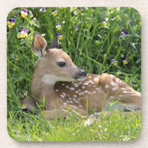 Porta-copo cervos Branco-atados (virginianus do Odocoileus)