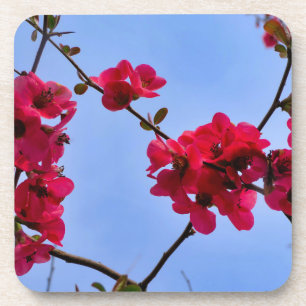 Porta-copo Chaenomeles speciosa