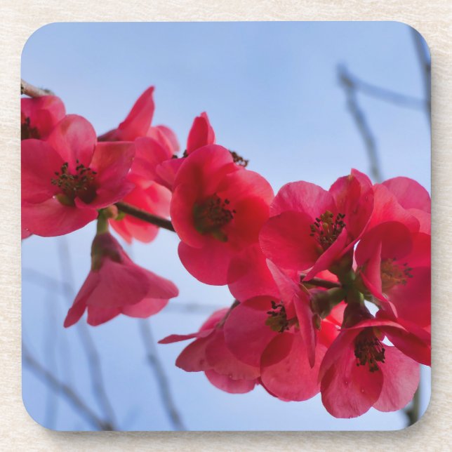Porta-copo Chaenomeles speciosa (Frente)
