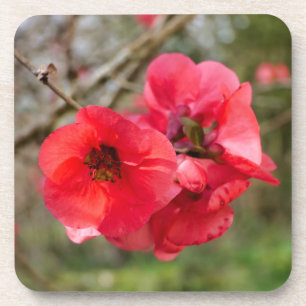 Porta-copo Chaenomeles speciosa