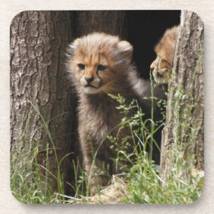 Porta-copo Cheetah 005