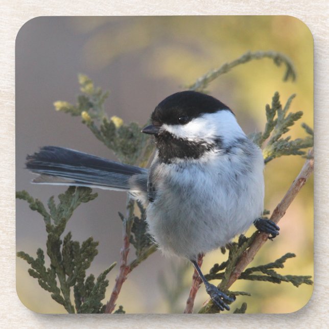 Porta-copo Chickadee_9695 (Frente)
