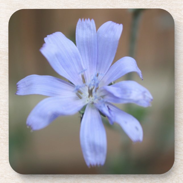 Porta-copo Chicória (Frente)