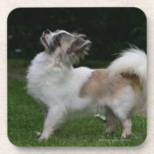 Porta-copo Chihuahua de cabelos compridos que olha a câmera