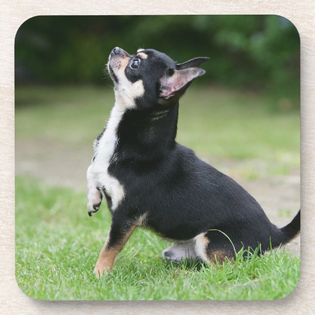 Porta-copo Chihuahua preta e de creme (Frente)