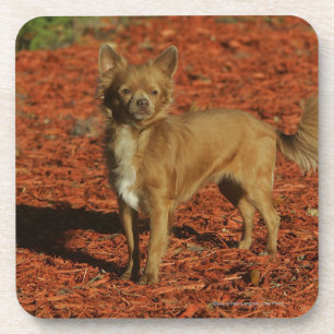 Porta-copo Chihuahua que olha a câmera