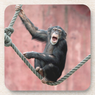 Porta-copo Chimpanzé 001