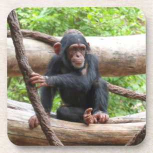 Porta-copo Chimpanzé 001