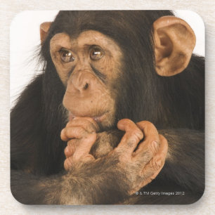 Porta-copo Chimpanzé (troglodytes da bandeja). Playfull novo