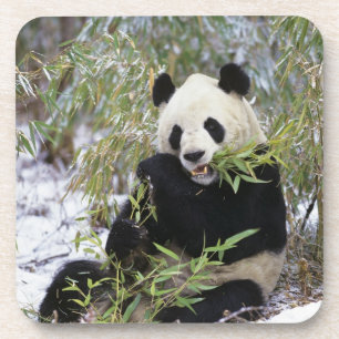 Porta-copo China, Província de Sichuan. Panda-gigante se alim