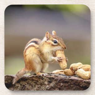 Porta-copo Chipmunk comendo amendoim