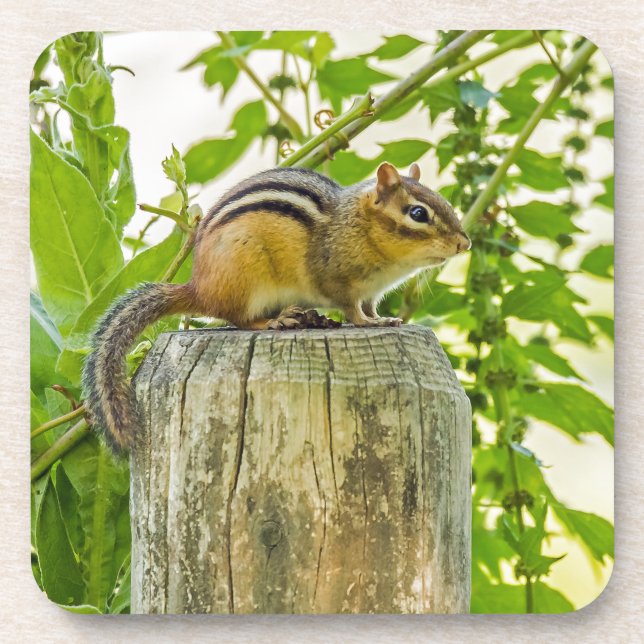 Porta-copo Chipmunk em um Posto de cerca (Frente)