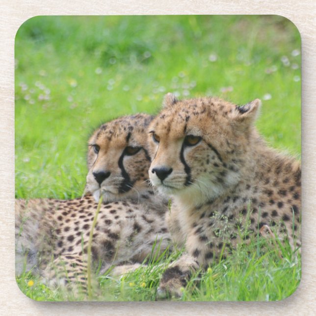 Porta-copo Chita 001 (Frente)