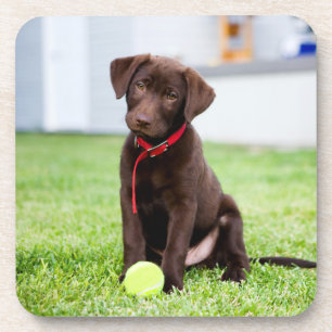Porta-copo Chocolate Labrador Puppy Com Bola De Tênis