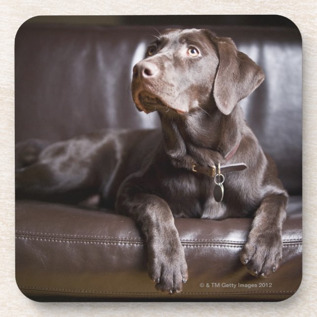 Porta-copo Chocolate labrador retriever (Frente)