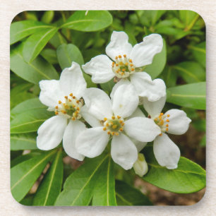 Porta-copo Choisya Ternata