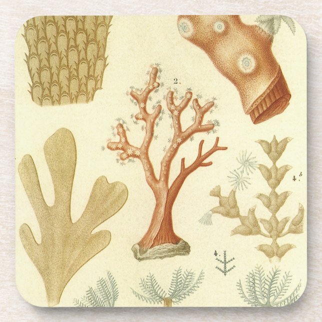 Porta-copo Ciência — Biologia Do Livro De Têxteis — Animais D (Frente)