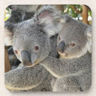 Porta-copo Cinereus Queensland do Phascolarctos do Koala.