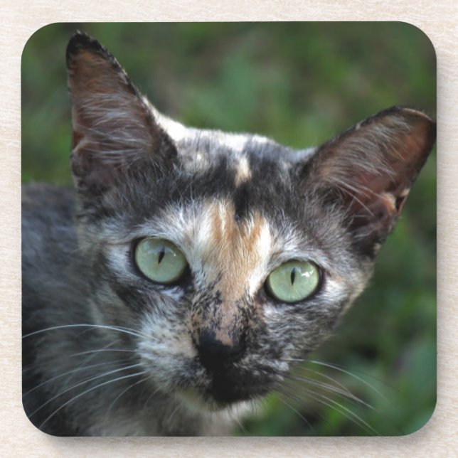 Porta-copo Cinza de Gato Branco Castanho com Olhos Verdes (Frente)