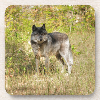 Porta-copo Cinza Wolf e Wilderness Foto Presente