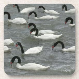 Porta-copo Cisnes de pescoço negro (Cygnus melancoryphus)