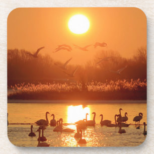 Porta-copo Cisnes no lago de Sunset