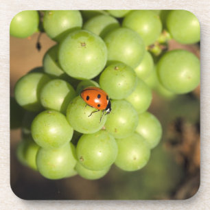 Porta-copo Close de uma joaninha em uvas verdes Pinot Noir