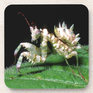 Porta-copo Close-Up da Mantis Hottentot