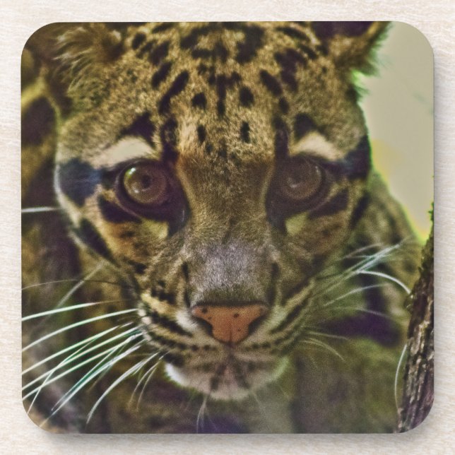 Porta-copo Clouded Leopard (Frente)