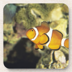 Porta-copo Clownfish comuns (ocellaris do Amphiprion),