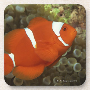 Porta-copo Clownfish marrons com anêmona de mar