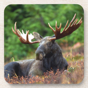Porta-copo Coaster De Bebidas De Moose