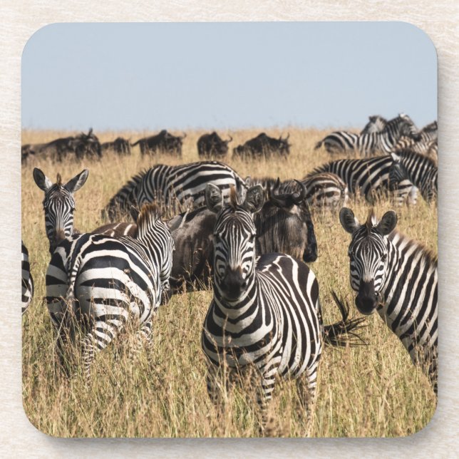 Porta-copo Coaster de Bebidas Zebra do Grant (Frente)