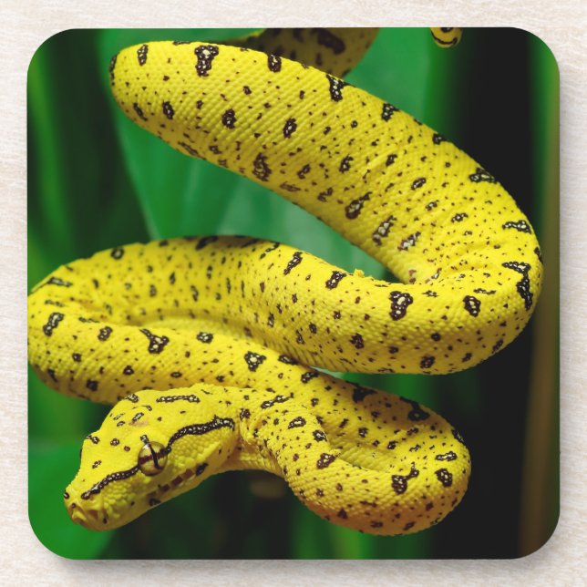 Porta-copo Cobra de Python verde Fase Amarelo (Frente)