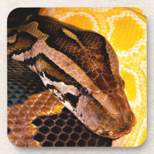 Porta-copo Cobra Python birmanês