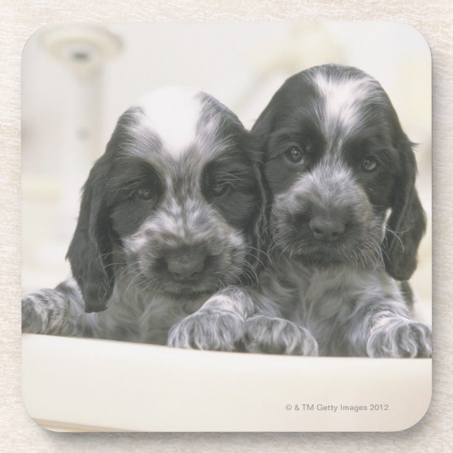 Porta-copo Cocker spaniel inglês é uma raça do cão. Ele (Frente)