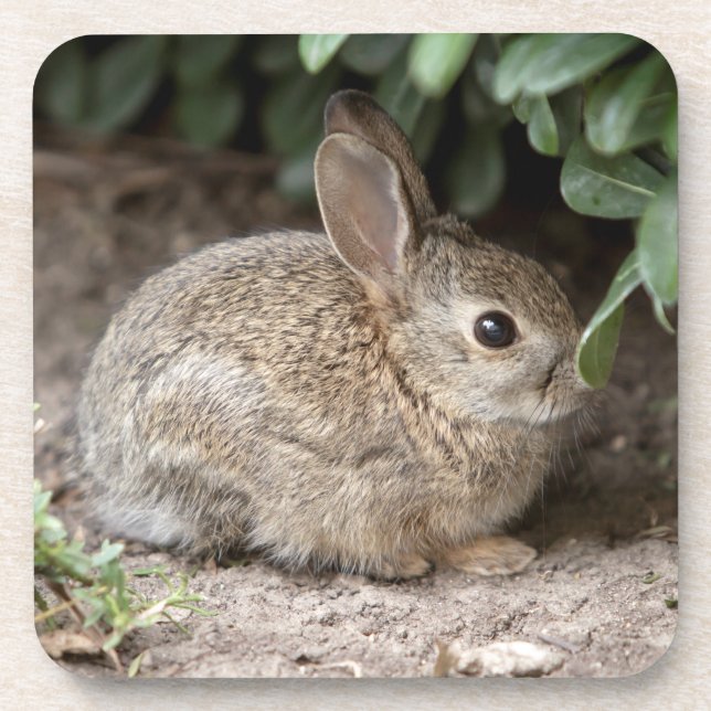 Porta-copo Coelho Quadrado (Frente)