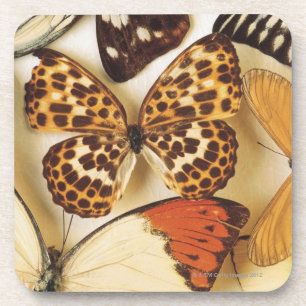 Porta-copo Coleção da borboleta