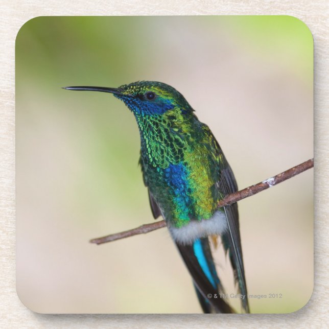Porta-copo Colibri verde da Violeta-orelha (Frente)